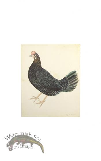SWEDISH ORIGINAL FARMHEN . PL 29